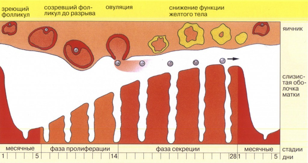 Фолликулометрия - Evaclinic IVF