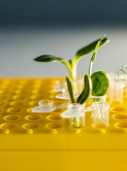 Программа «Отложенное отцовство»