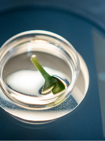 Программа «Отложенное материнство»