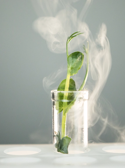 Программы ЭКО  с донорским материалом